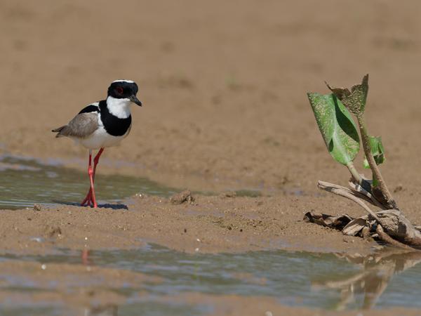 Cayennekievit (Hoploxypterus cayanus)